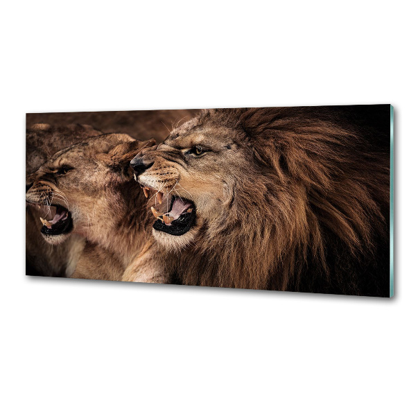 Panel de pared de cocina Leones rugientes