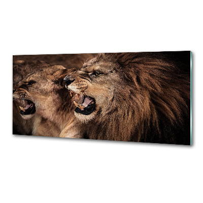 Panel de pared de cocina Leones rugientes
