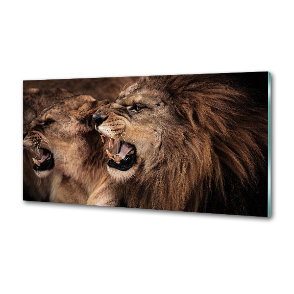 Panel de pared de cocina Leones rugientes