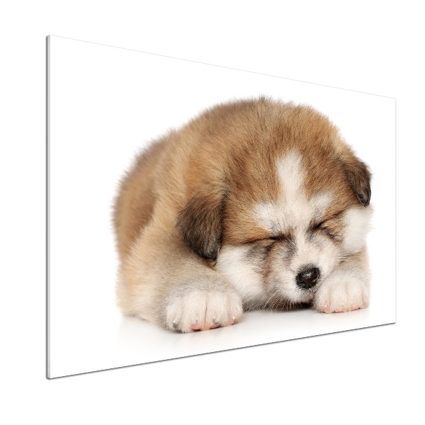 Panel antisalpicaduras Cachorro de Akita