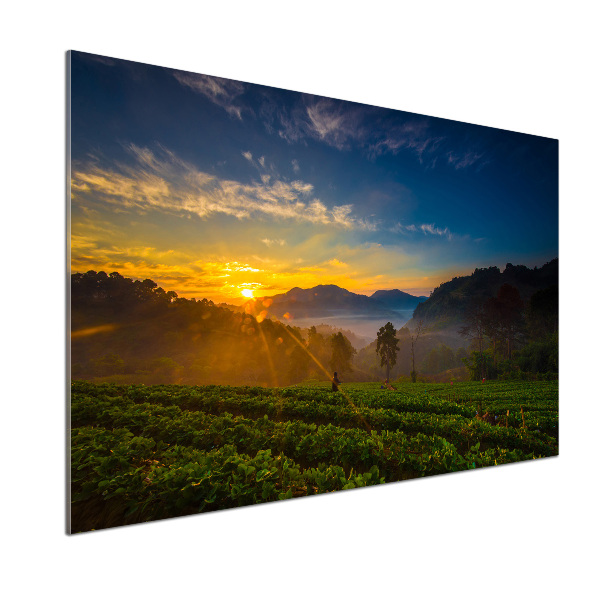 Panel para cocina Plantación de té