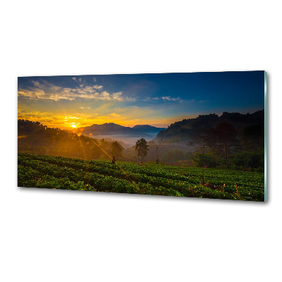 Panel para cocina Plantación de té