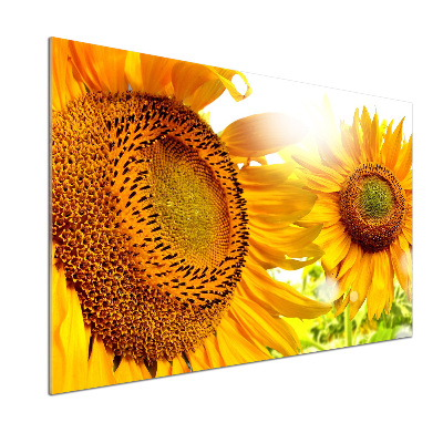 Panel antisalpicaduras Girasoles