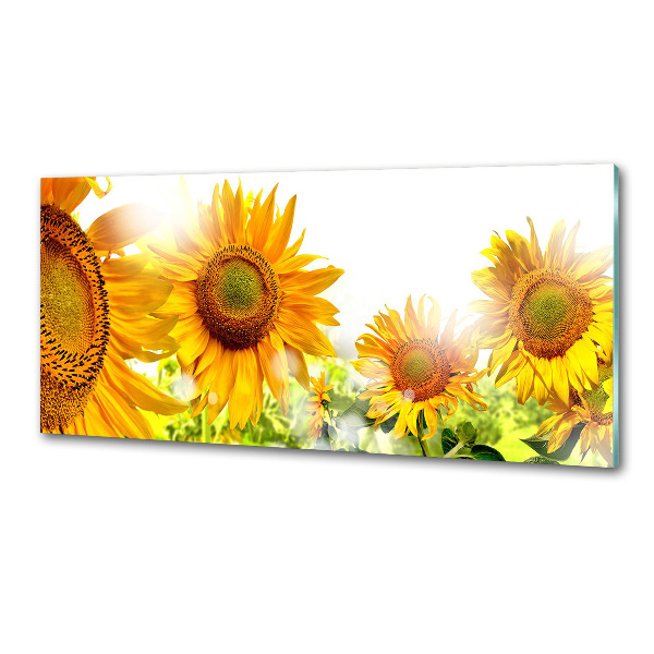 Panel antisalpicaduras Girasoles