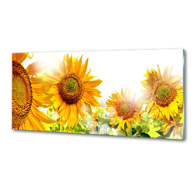 Panel antisalpicaduras Girasoles