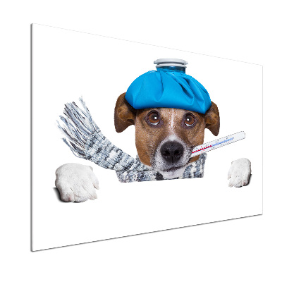 Salpicadero de cocina perro enfermo