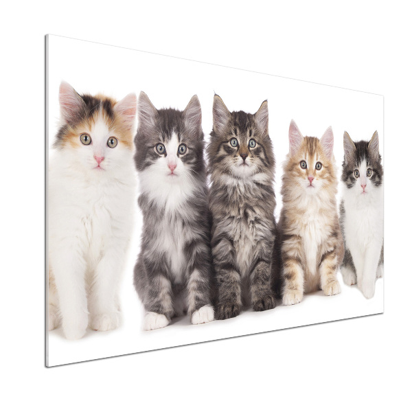Panel para cocina Seis gatos