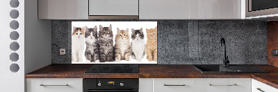 Panel para cocina Seis gatos