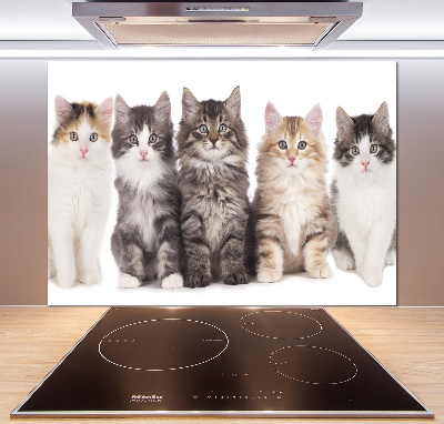 Panel para cocina Seis gatos