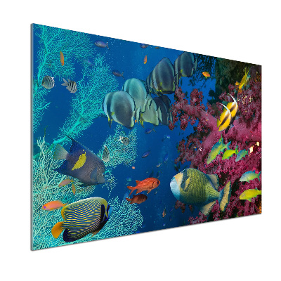 Panel de pared de cocina Arrecife de coral