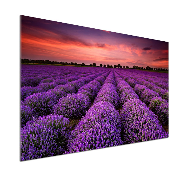 Panel de pared de cocina campo de lavanda