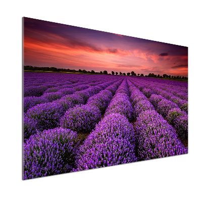 Panel de pared de cocina campo de lavanda