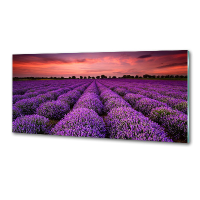 Panel de pared de cocina campo de lavanda