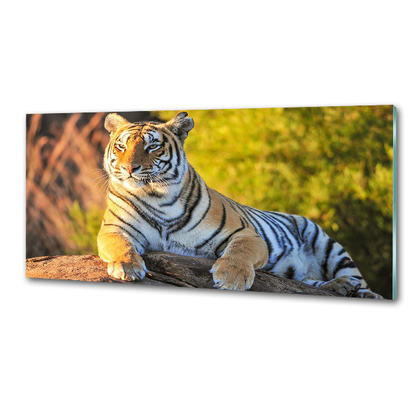 Salpicadero para cocina Retrato de un tigre