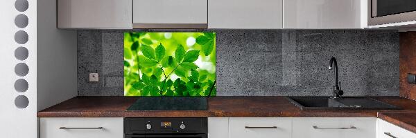 Panel de pared de cocina hojas verdes