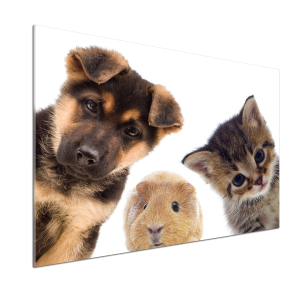 Panel antisalpicaduras Mascotas