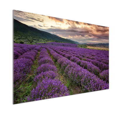 Panel para cocina campo de lavanda