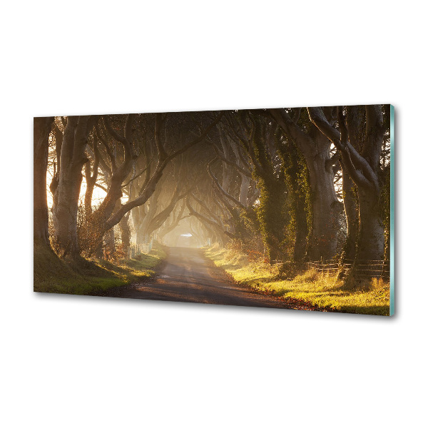 Panel de pared de cocina Niebla en el bosque