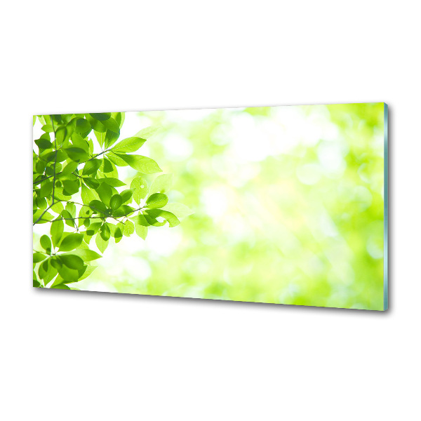 Panel para cocina Hojas