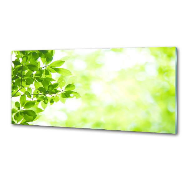 Panel para cocina Hojas