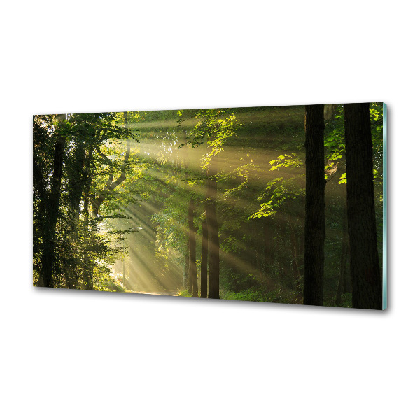 Panel dekor szkło Las w słońcu