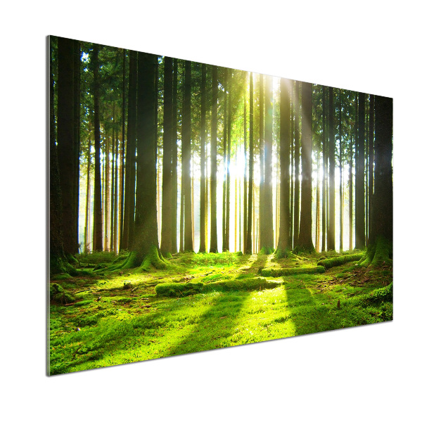 Panel para cocina Bosque al sol