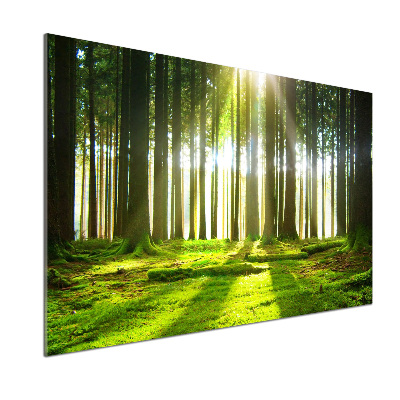 Panel para cocina Bosque al sol