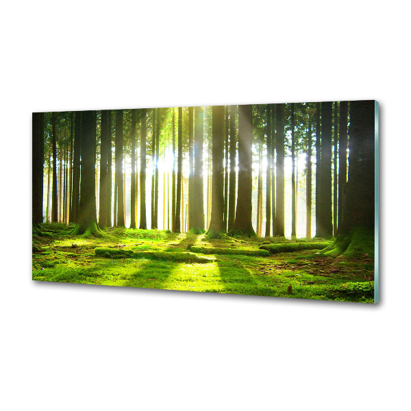 Panel dekor szkło Las w słońcu