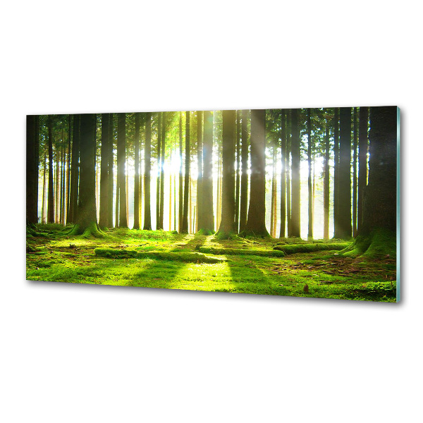 Panel para cocina Bosque al sol