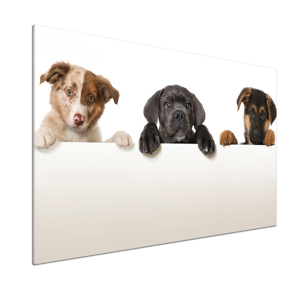 Salpicadero para cocina Tres cachorros