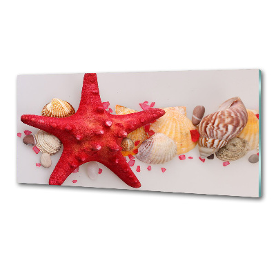 Panel de pared de cocina Estrellas de mar y conchas