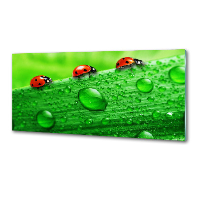 Salpicadero de cocina Mariquitas en la hierba