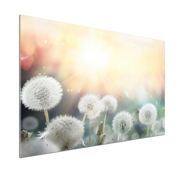 Panel de pared de cocina Campo de dientes de león