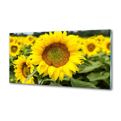 Panel para cocina Un campo de girasoles