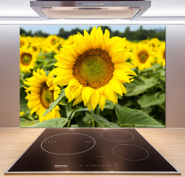 Panel para cocina Un campo de girasoles