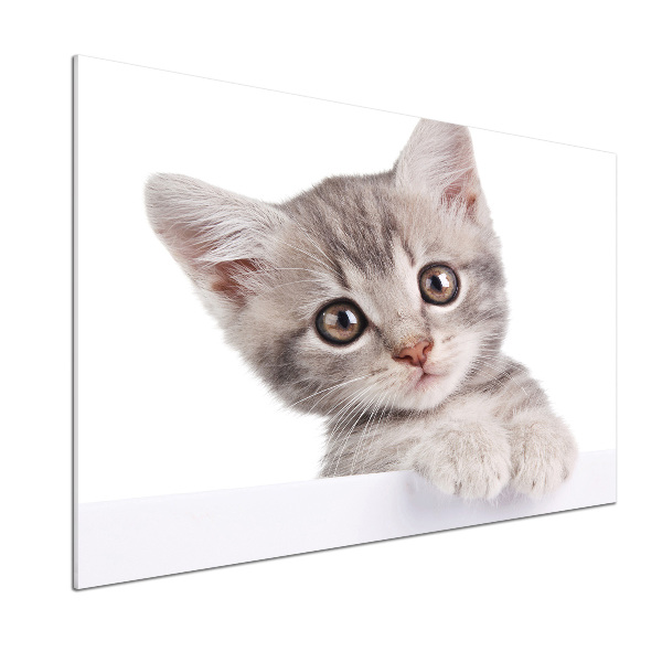 Panel para cocina gato gris