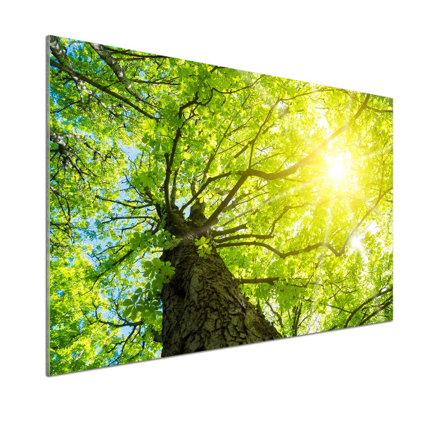 Panel do kuchni Kasztan wiosną