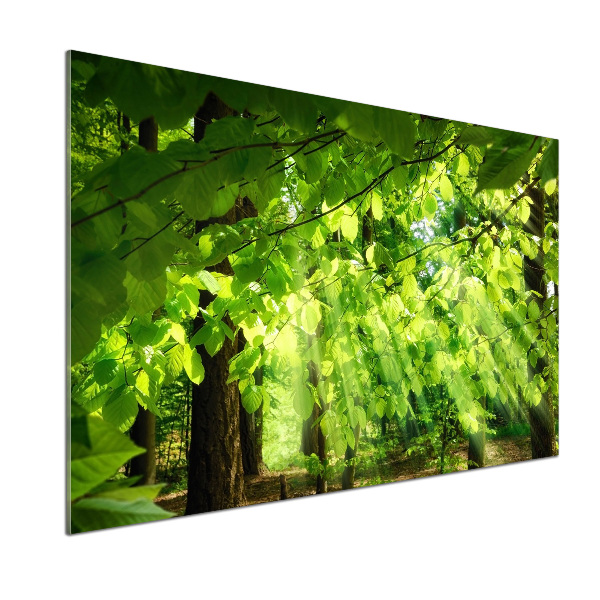 Salpicadero de cocina hojas de haya