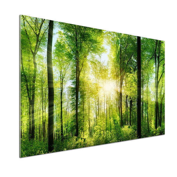 Panel antisalpicaduras Bosque al sol