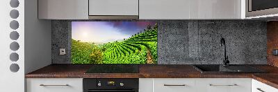 Panel do kuchni Plantacja herbaty