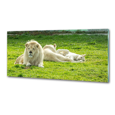 Panel antisalpicaduras Leones beige