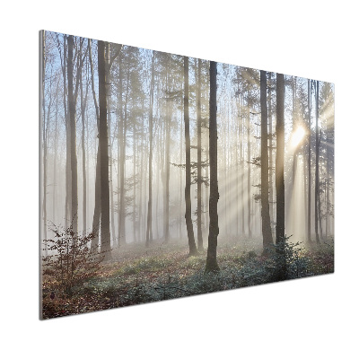 Panel de pared de cocina Niebla en el bosque