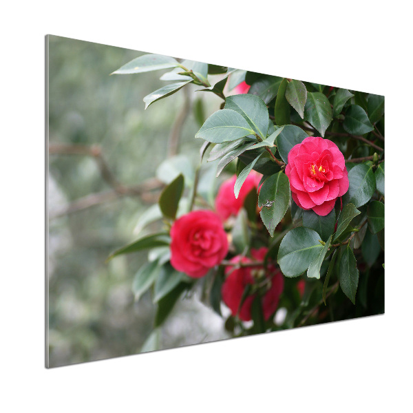 Panel de pared de cocina Camelia