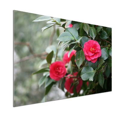 Panel de pared de cocina Camelia