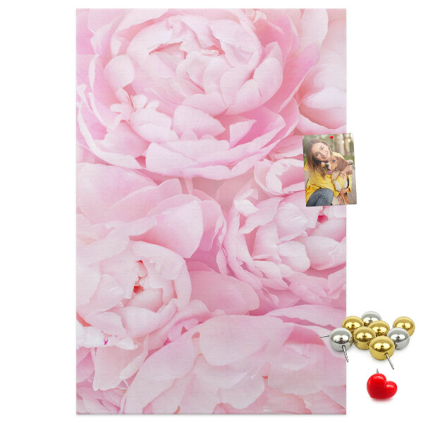 Decoración pizarra de corcho Delicadas peonías rosas en plena floración.