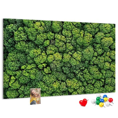Tablero de anuncios Un bosque verde con vegetación densa