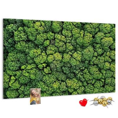 Tablero de anuncios Un bosque verde con vegetación densa