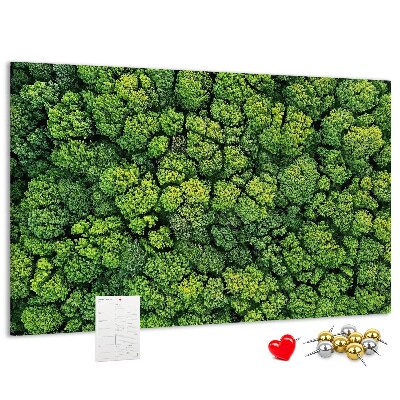 Tablero de anuncios Un bosque verde con vegetación densa