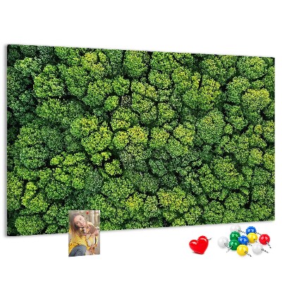 Tablero de anuncios Un bosque verde con vegetación densa