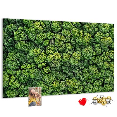 Tablero de anuncios Un bosque verde con vegetación densa